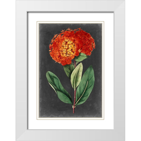 Dramatic Floral II White Modern Wood Framed Art Print with Double Matting by Curtis
