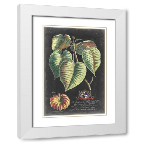 Dramatic Royal Botanical I White Modern Wood Framed Art Print with Double Matting by Ehret, George