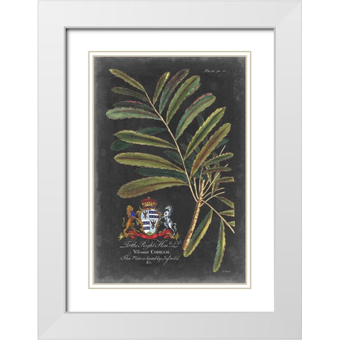 Dramatic Royal Botanical III White Modern Wood Framed Art Print with Double Matting by Ehret, George