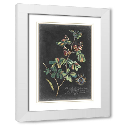 Dramatic Royal Botanical IV White Modern Wood Framed Art Print with Double Matting by Ehret, George