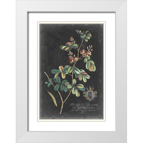 Dramatic Royal Botanical IV White Modern Wood Framed Art Print with Double Matting by Ehret, George