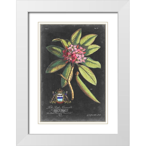 Dramatic Royal Botanical V White Modern Wood Framed Art Print with Double Matting by Ehret, George