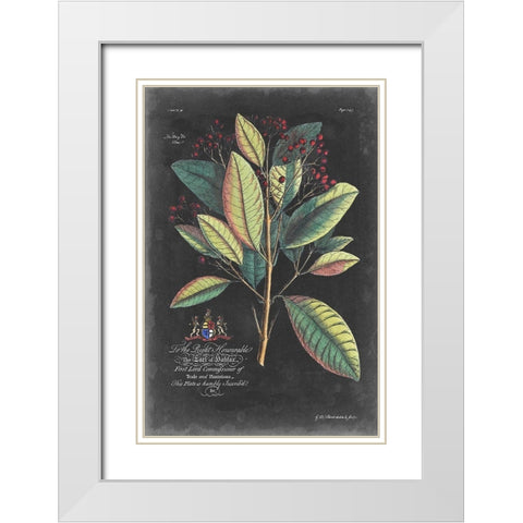 Dramatic Royal Botanical VI White Modern Wood Framed Art Print with Double Matting by Ehret, George