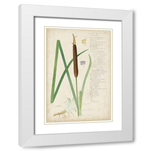 Descubes Botanical Grass II White Modern Wood Framed Art Print with Double Matting by Descubes, A.