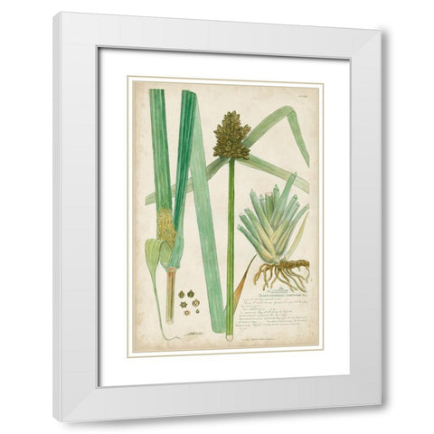 Descubes Botanical Grass III White Modern Wood Framed Art Print with Double Matting by Descubes, A.