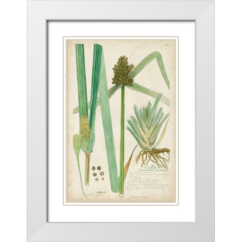 Descubes Botanical Grass III White Modern Wood Framed Art Print with Double Matting by Descubes, A.