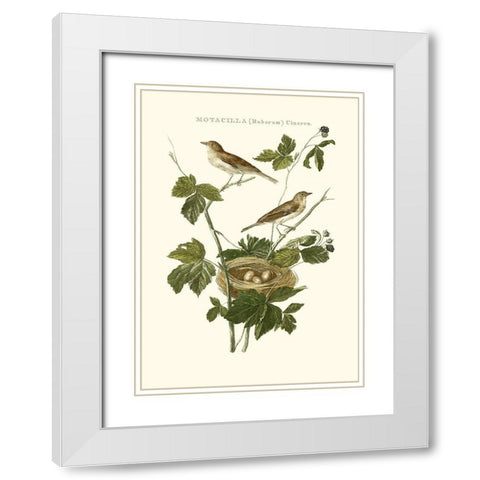 Nozeman White Throat Blackberry White Modern Wood Framed Art Print with Double Matting by Nozeman