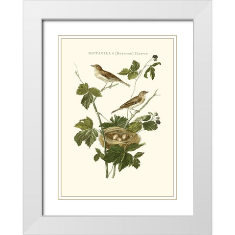 Nozeman White Throat Blackberry White Modern Wood Framed Art Print with Double Matting by Nozeman
