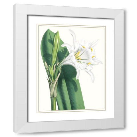 Floral Beauty I White Modern Wood Framed Art Print with Double Matting by Vision Studio