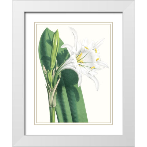 Floral Beauty I White Modern Wood Framed Art Print with Double Matting by Vision Studio