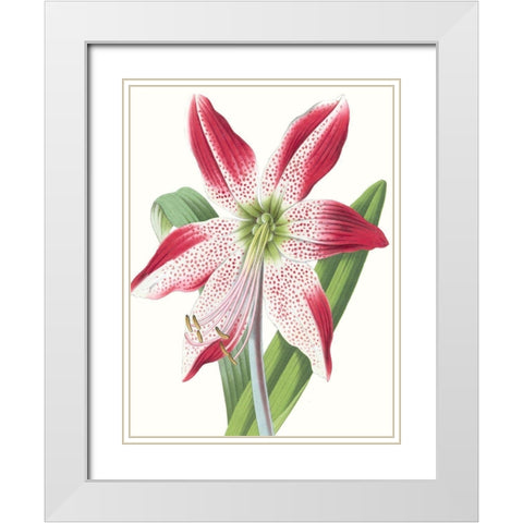 Floral Beauty II White Modern Wood Framed Art Print with Double Matting by Vision Studio