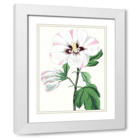 Floral Beauty III White Modern Wood Framed Art Print with Double Matting by Vision Studio