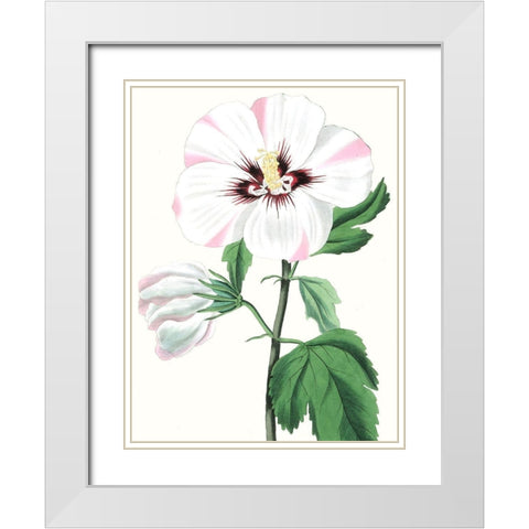 Floral Beauty III White Modern Wood Framed Art Print with Double Matting by Vision Studio