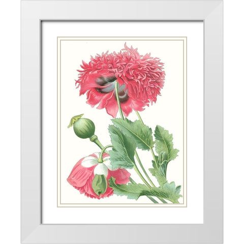 Floral Beauty V White Modern Wood Framed Art Print with Double Matting by Vision Studio