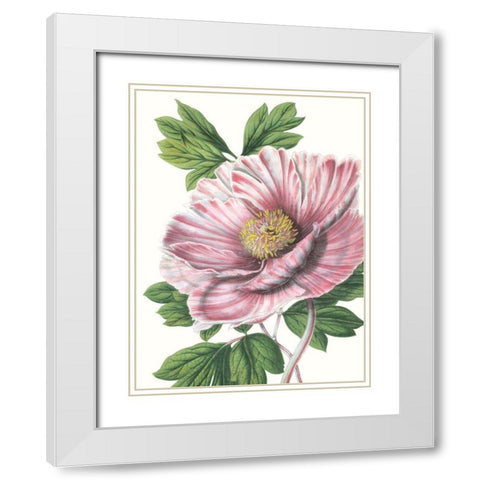 Floral Beauty VI White Modern Wood Framed Art Print with Double Matting by Vision Studio