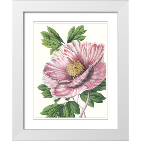 Floral Beauty VI White Modern Wood Framed Art Print with Double Matting by Vision Studio