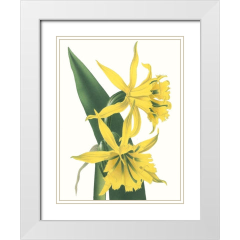 Floral Beauty VIII White Modern Wood Framed Art Print with Double Matting by Vision Studio