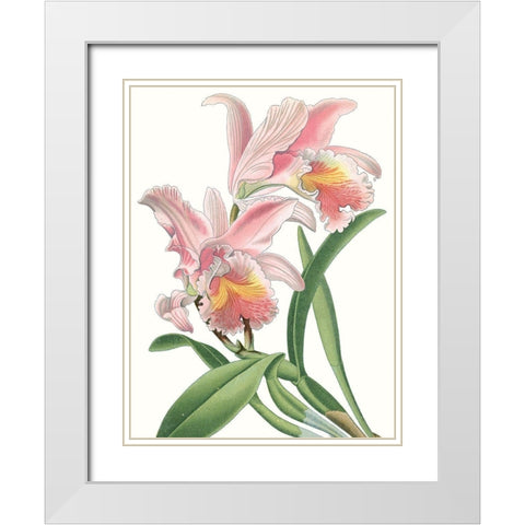 Floral Beauty IX White Modern Wood Framed Art Print with Double Matting by Vision Studio