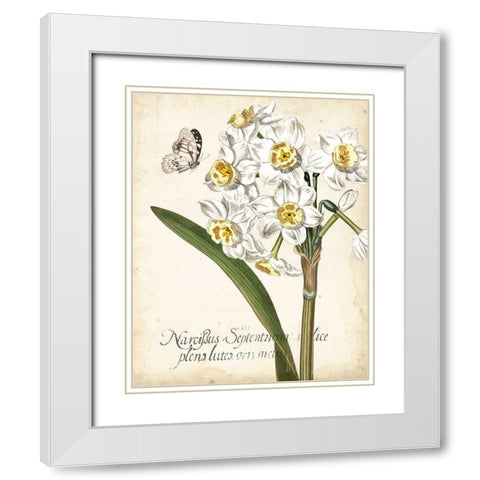 Narcissus Botanique II White Modern Wood Framed Art Print with Double Matting by Vision Studio
