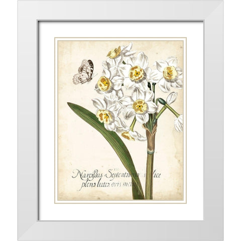 Narcissus Botanique II White Modern Wood Framed Art Print with Double Matting by Vision Studio