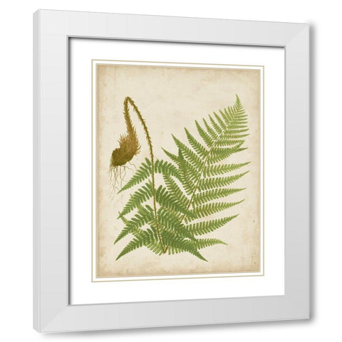 Fern Trio I White Modern Wood Framed Art Print with Double Matting by Vision Studio