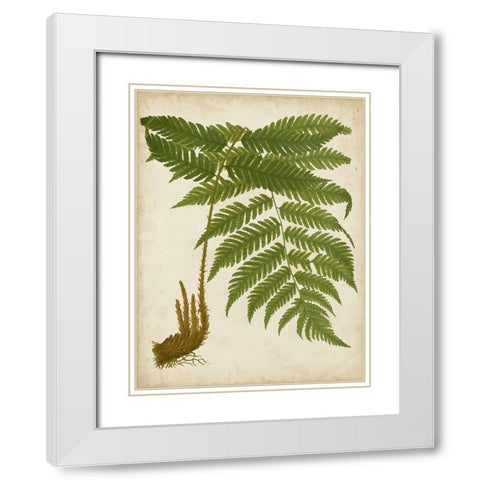 Fern Trio II White Modern Wood Framed Art Print with Double Matting by Vision Studio