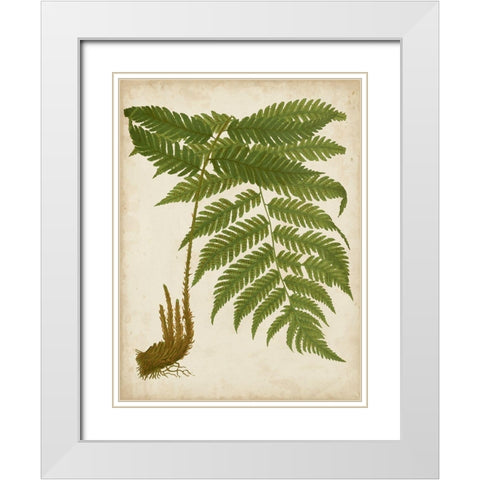 Fern Trio II White Modern Wood Framed Art Print with Double Matting by Vision Studio