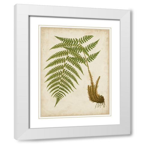 Fern Trio III White Modern Wood Framed Art Print with Double Matting by Vision Studio