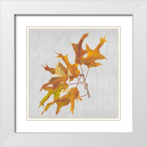 Autumn Leaves III White Modern Wood Framed Art Print with Double Matting by Miller, Dianne