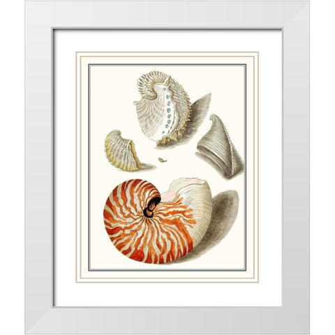Collected Shells I White Modern Wood Framed Art Print with Double Matting by Vision Studio