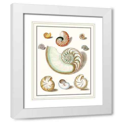 Collected Shells II White Modern Wood Framed Art Print with Double Matting by Vision Studio