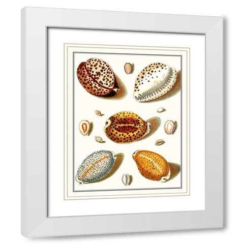 Collected Shells III White Modern Wood Framed Art Print with Double Matting by Vision Studio