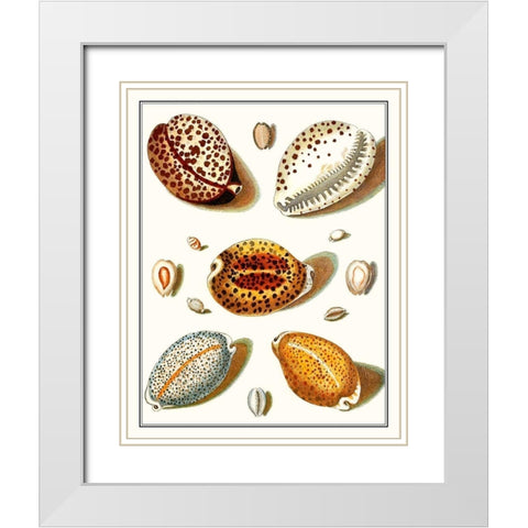 Collected Shells III White Modern Wood Framed Art Print with Double Matting by Vision Studio