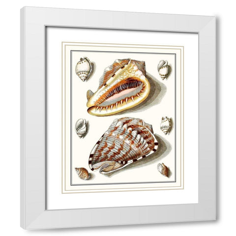 Collected Shells IV White Modern Wood Framed Art Print with Double Matting by Vision Studio