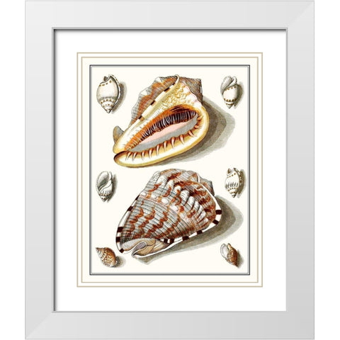 Collected Shells IV White Modern Wood Framed Art Print with Double Matting by Vision Studio