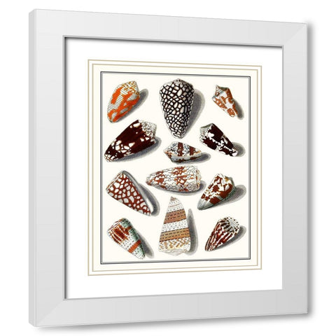 Collected Shells V White Modern Wood Framed Art Print with Double Matting by Vision Studio