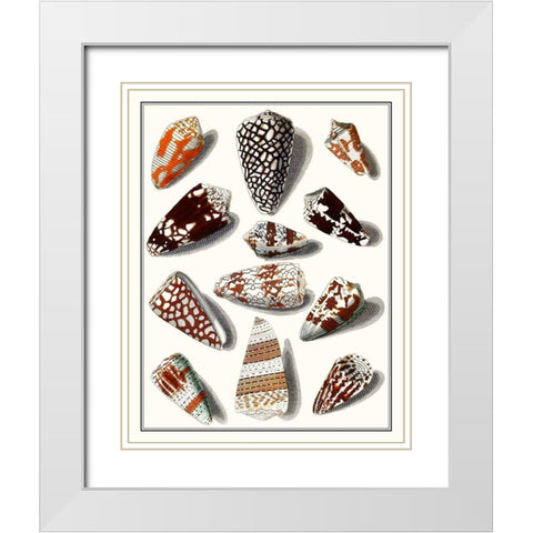 Collected Shells V White Modern Wood Framed Art Print with Double Matting by Vision Studio