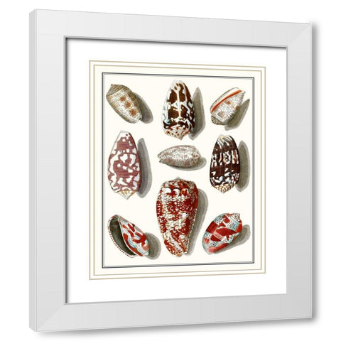 Collected Shells VI White Modern Wood Framed Art Print with Double Matting by Vision Studio