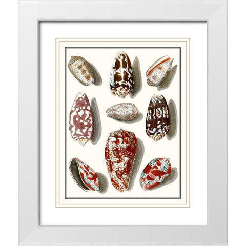 Collected Shells VI White Modern Wood Framed Art Print with Double Matting by Vision Studio