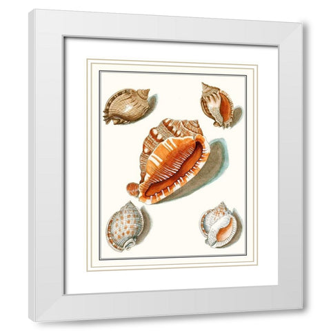 Collected Shells VII White Modern Wood Framed Art Print with Double Matting by Vision Studio