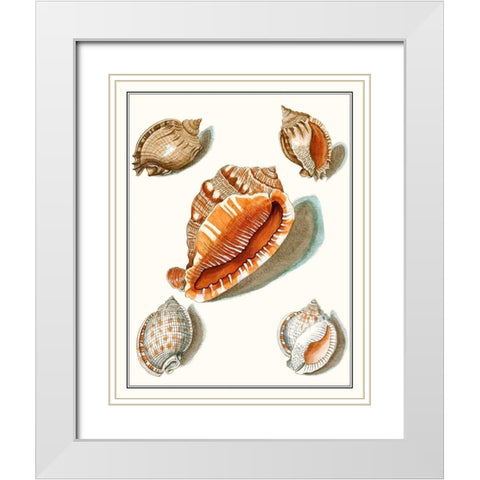 Collected Shells VII White Modern Wood Framed Art Print with Double Matting by Vision Studio