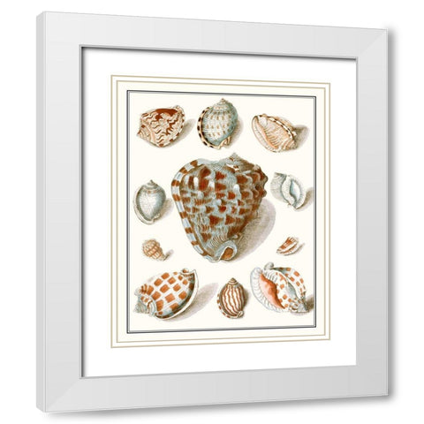 Collected Shells VIII White Modern Wood Framed Art Print with Double Matting by Vision Studio