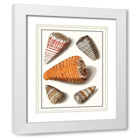 Collected Shells IX White Modern Wood Framed Art Print with Double Matting by Vision Studio