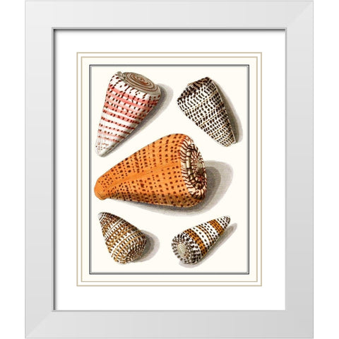 Collected Shells IX White Modern Wood Framed Art Print with Double Matting by Vision Studio