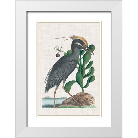 Catesby Heron I White Modern Wood Framed Art Print with Double Matting by Catesby, Mark