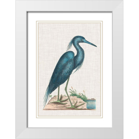 Catesby Heron II White Modern Wood Framed Art Print with Double Matting by Catesby, Mark