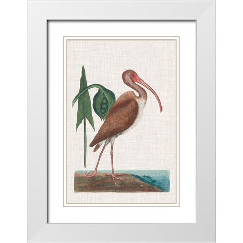 Catesby Heron V White Modern Wood Framed Art Print with Double Matting by Catesby, Mark