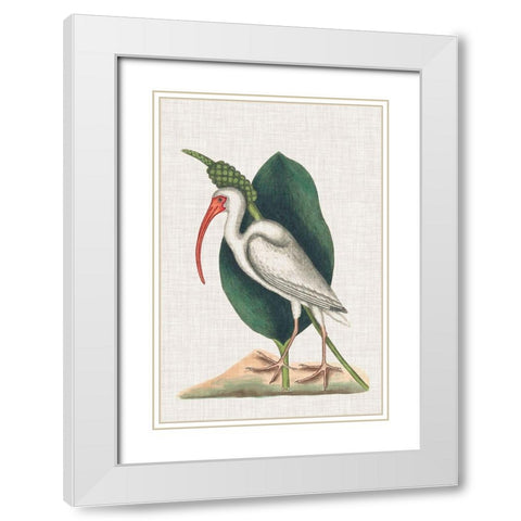 Catesby Heron VI White Modern Wood Framed Art Print with Double Matting by Catesby, Mark