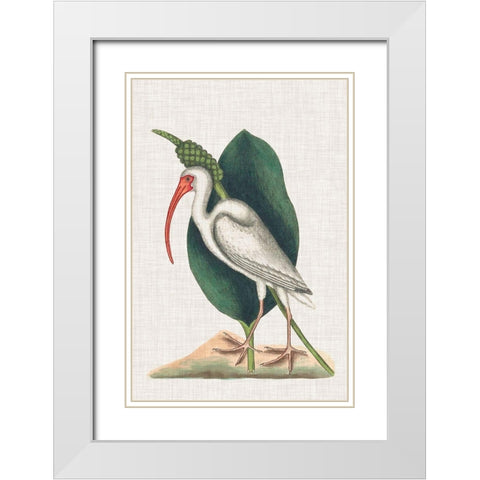 Catesby Heron VI White Modern Wood Framed Art Print with Double Matting by Catesby, Mark