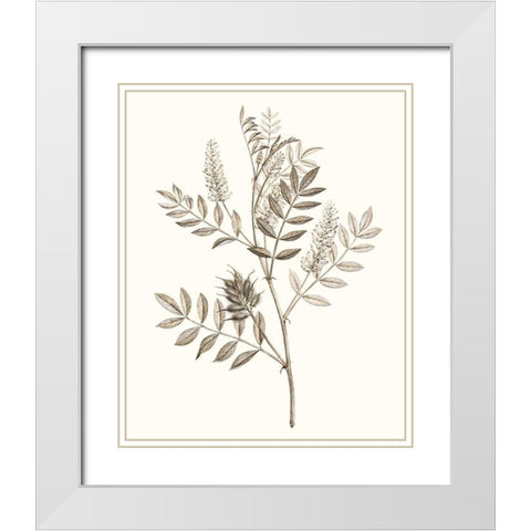 Neutral Botanical Study III White Modern Wood Framed Art Print with Double Matting by Vision Studio
